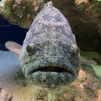 south carolina aquarium 651