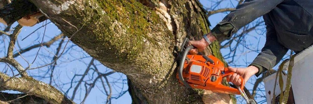 Mister Tree Service