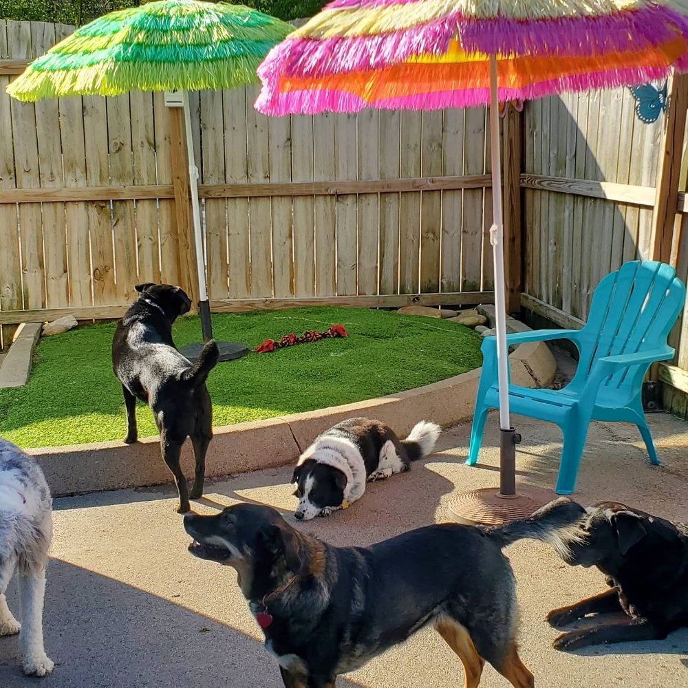 Dog Days Canine Playschool