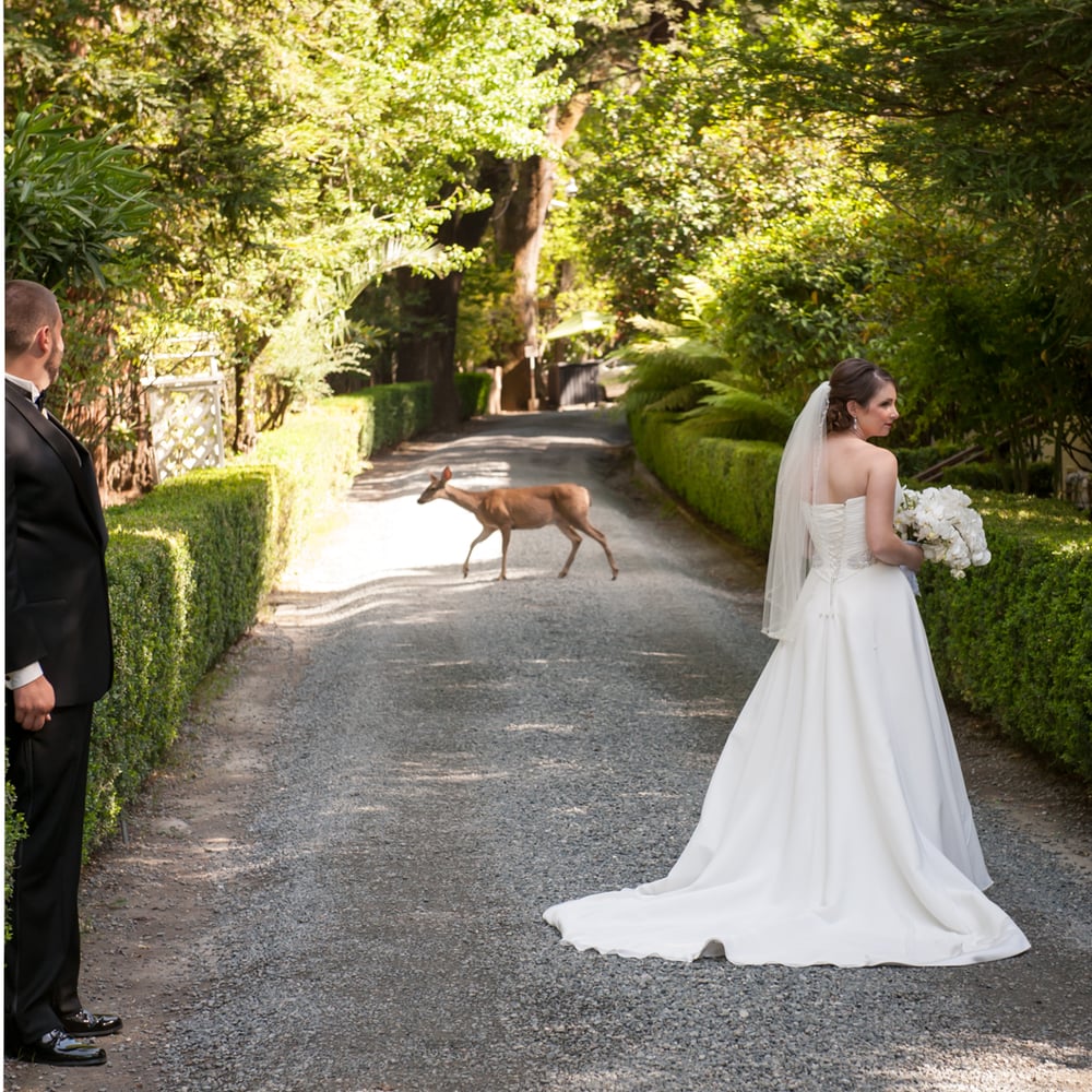 The deer at Deer Park Villa. Yelp