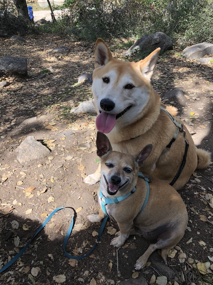 Sunny Pets