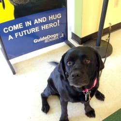 guide dogs of the desert guide dogs of the desert community service non profit 60735 dillion rd palm guide dogs of the desert guide dogs of the desert community service non profit 60735 dillion rd palm