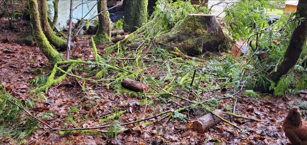 Torrison Tree Service