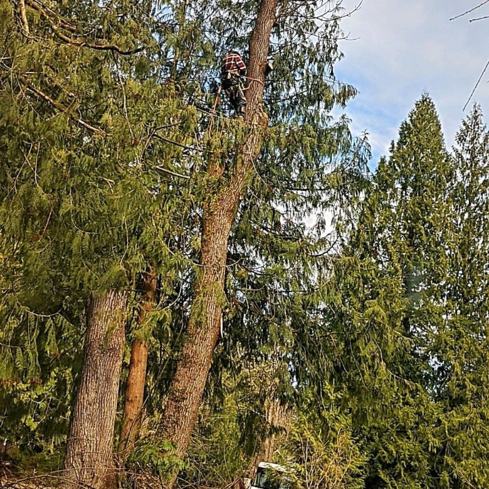 Pilchuck Tree Service