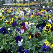 Mike S Garden Centers 13 Reviews Nurseries Gardening 555 E Photo Of Mike S Garden Centers Southlake Tx United States