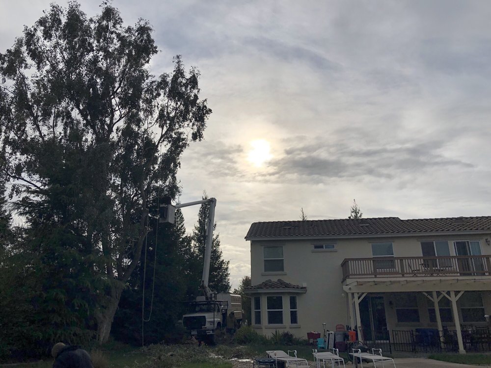 A-Plus Tree Service