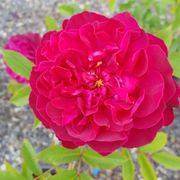 Kent’s Garden & Nursery - Nurseries & Gardening - 5428 Northwest Dr