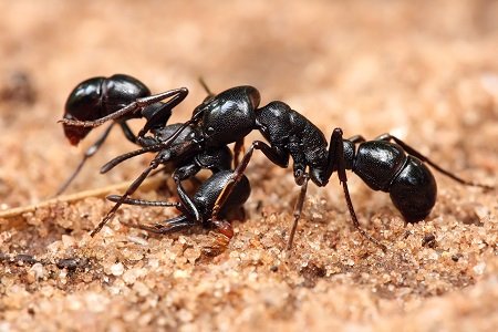 Plateau Pest Control