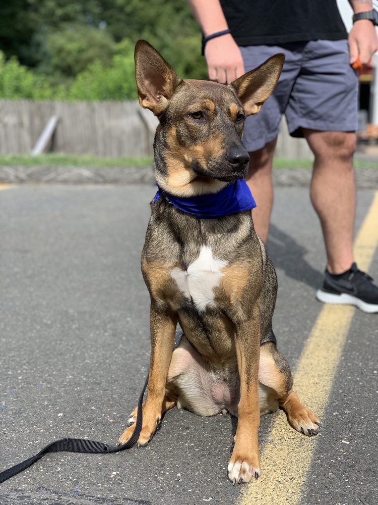 Coaching 4 Paws
