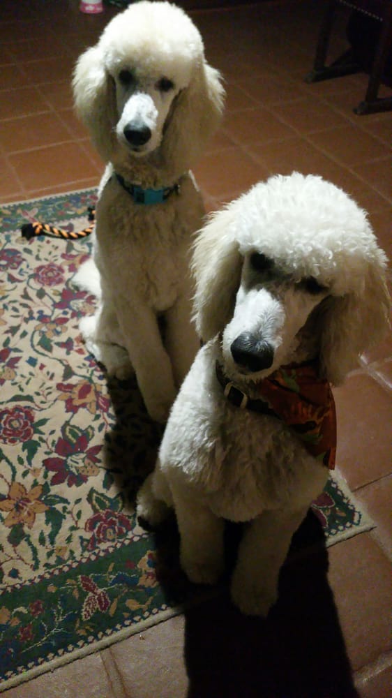 Temecula Pet Salon And Spa Temecula Ca Temecula Pet Salon And Spa Temecula Ca