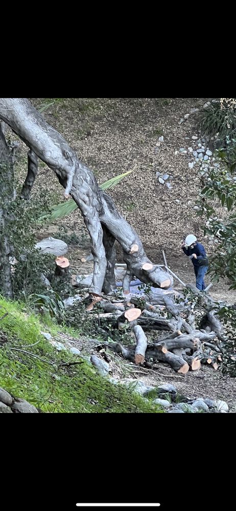De Leon Tree Trimming & Landscaping