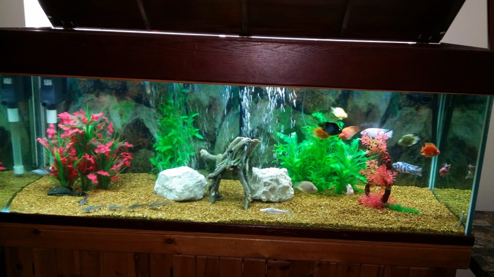 E & N Pet Paradise Shop 49 Photos Pet Stores 289 E Gun Hill Rd, Norwood, Bronx, NY Phone