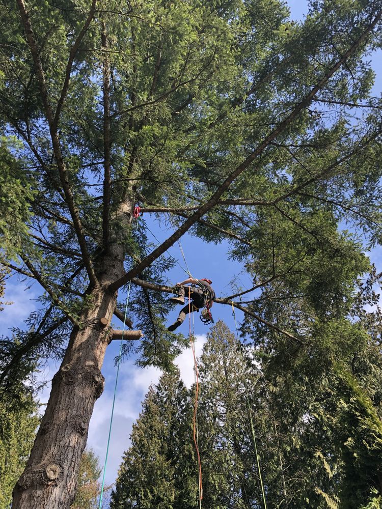 North Valley Tree Care
