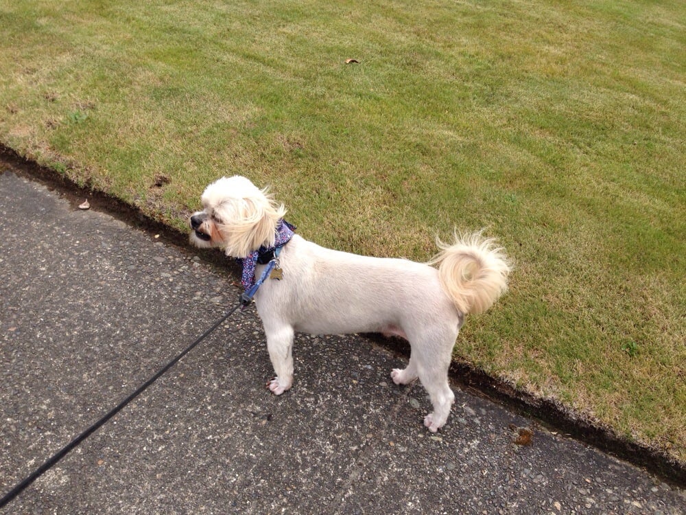 Snoop Dogg Mobile Grooming Last Updated June 2017 10 Photos Pet