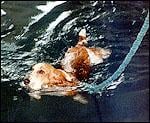 Northern Virginia Animal Swim Center