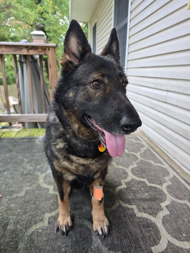 Dog Breeds Vca Front Range Animal Hospital Vca Mountain View