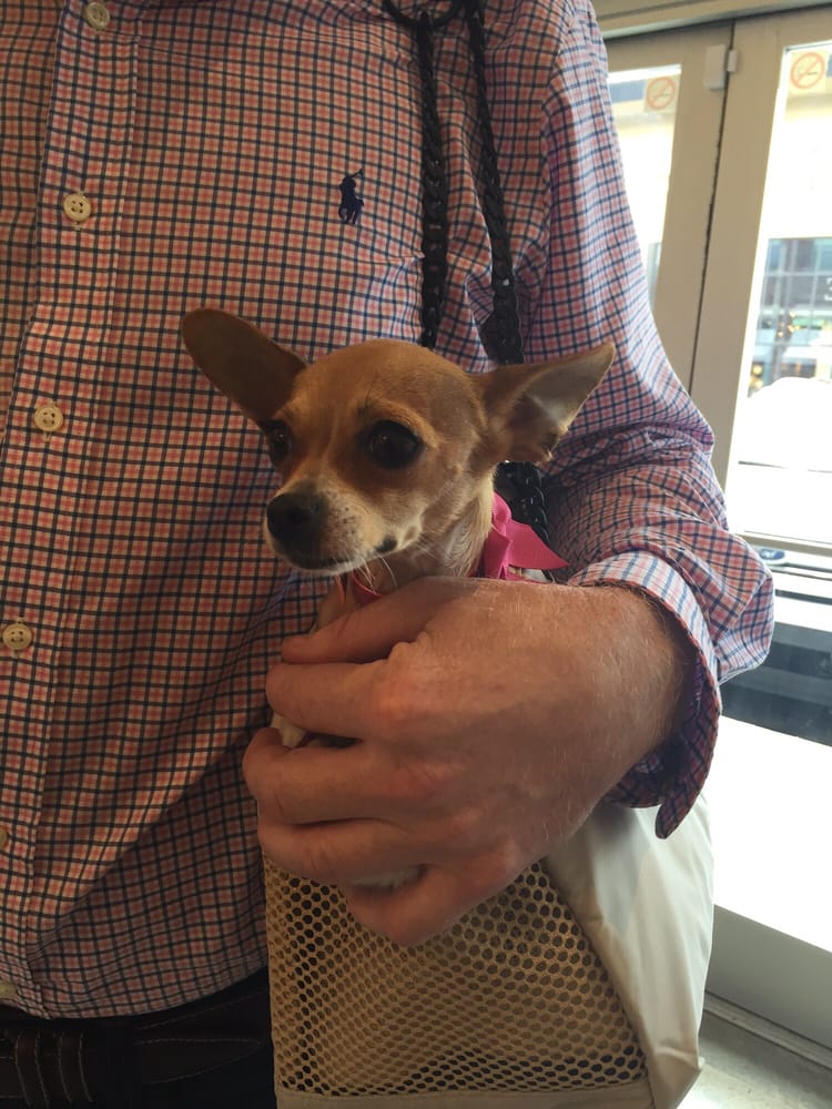 Winston Dog 19 Photos Pet Groomers 4017 Hillsboro Pike, Green Hills, Nashville, TN Phone