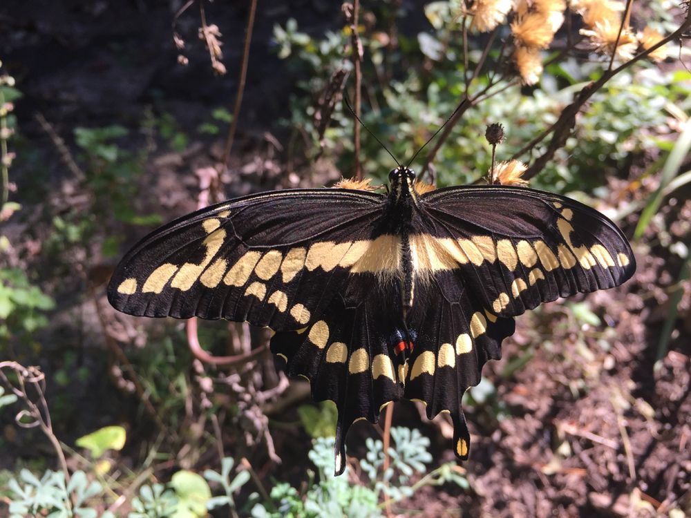 Giant Swallowtail At Triple Oaks Nursery October 18 2016 Yelp Photo Of Triple Oaks Nursery And Florist Franklinville Nj United States Giant
