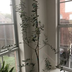 Fast Growing Trees Nursery 17 Mga Reviews Nurseries Fast Growing Trees Nursery 17 Mga Reviews Nurseries