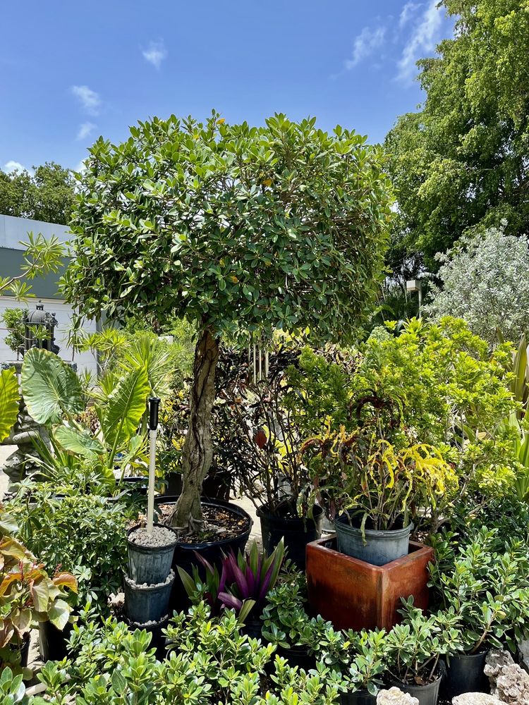 Fort Lauderdale Landscaping