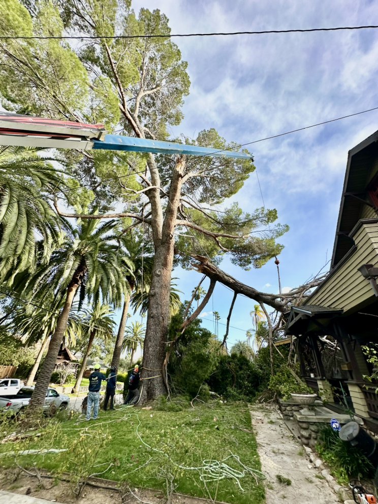 Navarro Maintenance and Tree Service