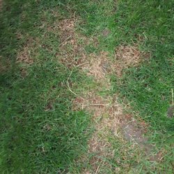Lawn Doctor 10 Photos 20 Reviews Pest Control Southwest Photo Of Lawn Doctor Denver Co United States