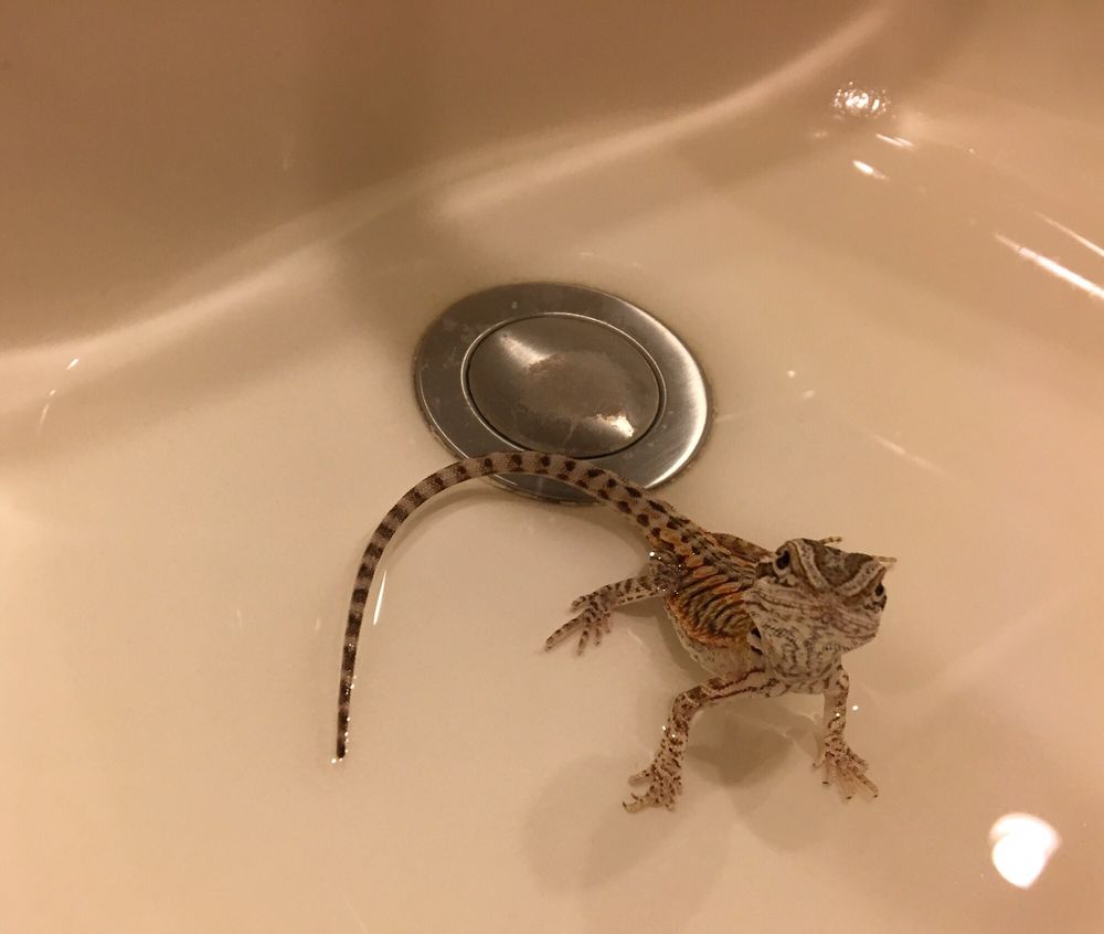 Arizona Reptile Center - 20 Photos & 43 Reviews - Pet Stores - 2025 W