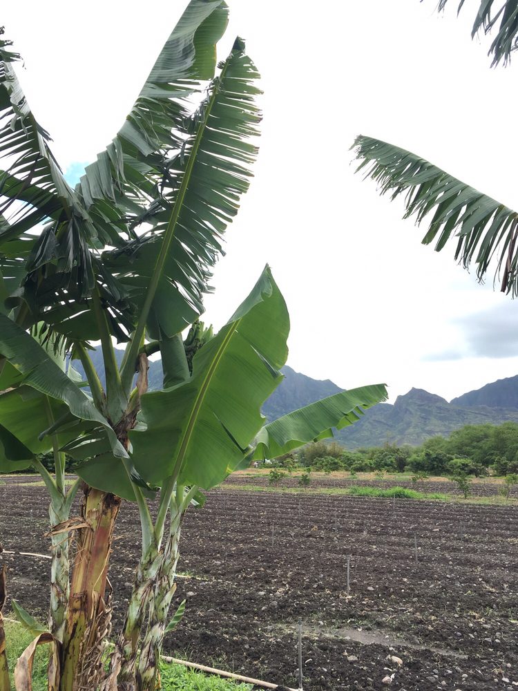 Ma’o Organic Farms 17 Photos Local Flavor 86210 Puhawai Rd