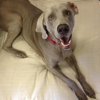 my spoiled pet resort and spa