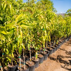 A Tropical Concept Nursery 50 Photos 17 Reviews Nurseries Photo Of A Tropical Concept Nursery Phoenix Az United States