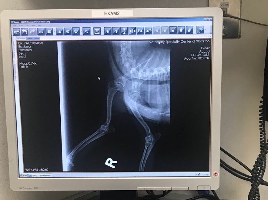 Stockton Veterinary Emergency And Specialty Center 1661 W Fremont St Stockton Ca 95203