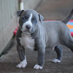 dog breeders hawaii dog breeders hawaii