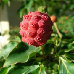 Sherman Nursery Farms Get Quote 19 Photos Snow Removal 2200 Photo Of Sherman Nursery Farms Columbus Mi United States Kousa Dogwood Fruit