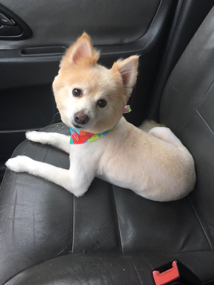 Bubbles N Bows 21 Photos Pet Groomers 9766 Gardens E Dr, Palm