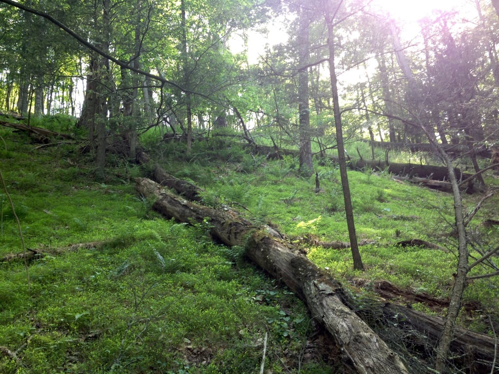 Green Ridge State Forest 18 Photos & 10 Reviews Parks 28700 Headquarters Dr, NE, Allegany