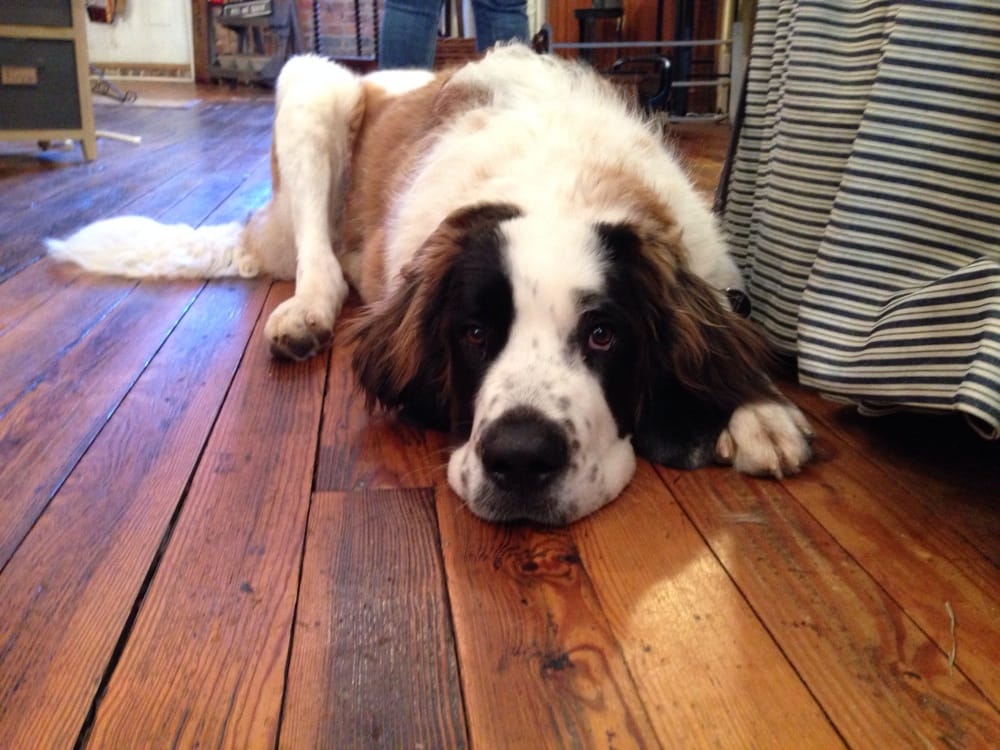 Hen Feathers at the Elegant Relic