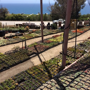 Cosentino S Nursery 70 Photos 35 Reviews Nurseries Gardening Photo Of Cosentino S Nursery Malibu Ca United States Aaaaand More Succulents