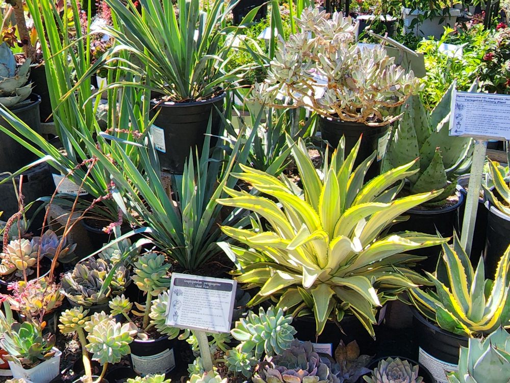 East Bay Nursery
