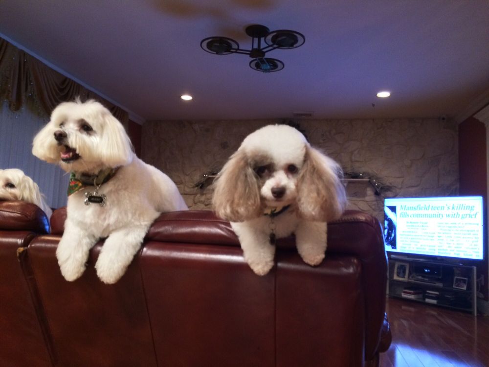 The Pet Salon Pet Groomers 9 Vanderbilt Pkwy, Commack, NY Phone