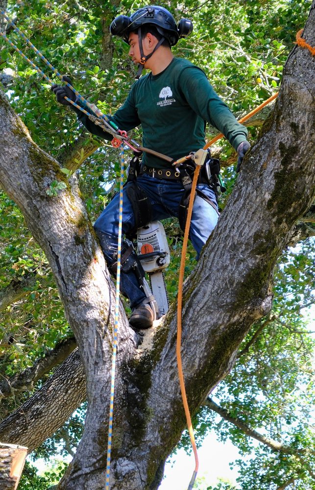 CBC Tree Service