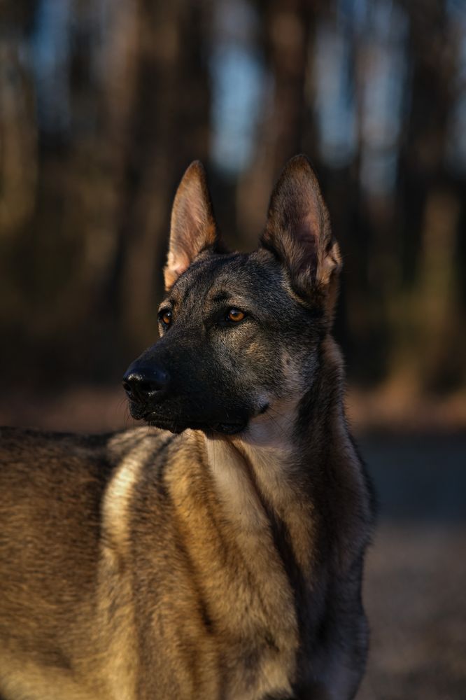 Joshuas Photography & Videography 