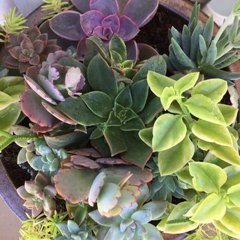 Aki Nursery 188 Photos 61 Reviews Nurseries Gardening 6900 Photo Of Aki Nursery Irvine Ca United States I Never Liked Succulents