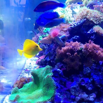 jesus saltwater aquariums 245