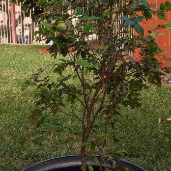 Exotica Rare Fruit Nursery 191 Photos 69 Reviews Nurseries Photo Of Exotica Rare Fruit Nursery Vista Ca United States Transplanted At