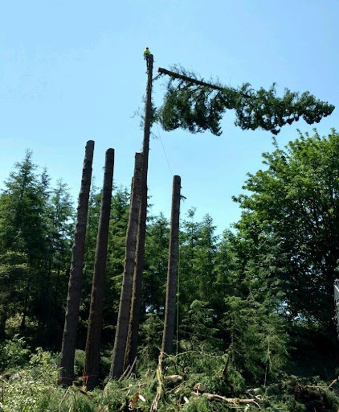 Bonnell Tree Technicians