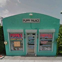 puppy palace fl puppy palace cerrado 27 fotos y 47 rese 241 as tiendas de mascotas 5909 puppy palace fl puppy palace cerrado 27 fotos y 47 rese 241 as tiendas de mascotas 5909
