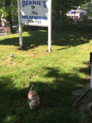 debbies dog grooming debbies dog grooming
