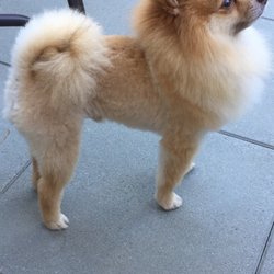 Dog Grooming Services In Langley Bc Dog Grooming Services In Langley Bc
