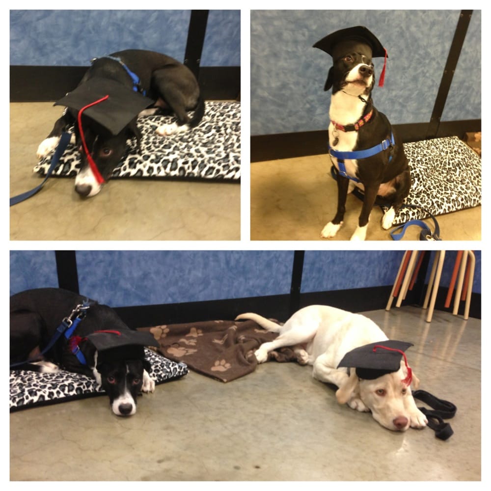 PetSmart
