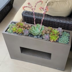 interior plantscape